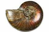 Polished Red Flash Ammonite (Cleoniceras) Fossil - Madagascar #367698-1